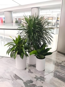 杭州湾花木租赁方案 杭州湾花木租赁方案